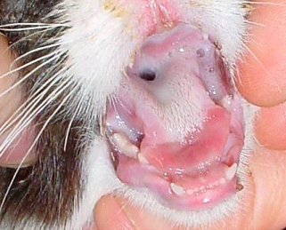 Calicivirus-felino