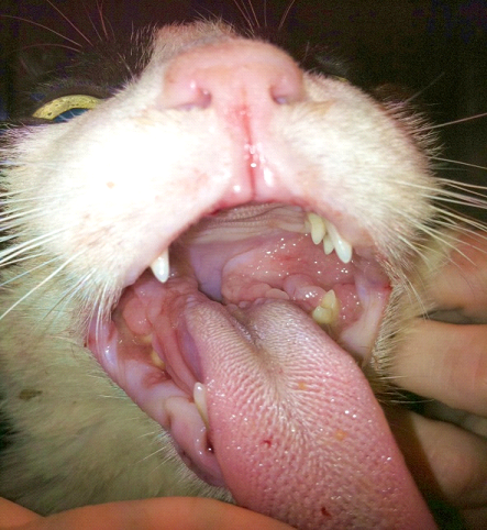 Enfermedades infecciosas tracto respiratorio en gatos.