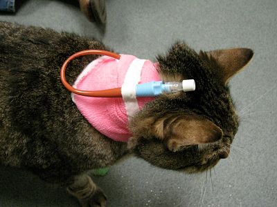 ganancia fuego Irregularidades Lipidosis hepatica felina: cuando el gato deja de comer