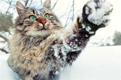 cat-playing-in-snow-shutterstock 145709093.lg