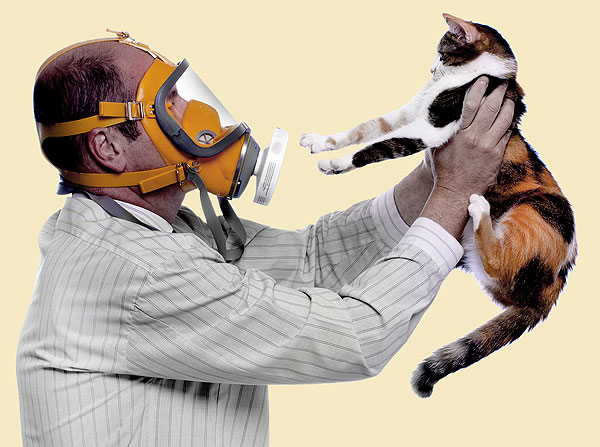 Alergia a los gatos. Qué hacer?