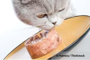 gato comida humeda